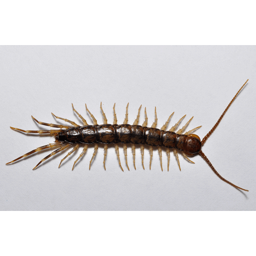 Семейство Lithobiidae фото