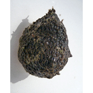 Семейство Lithoglyptidae фото