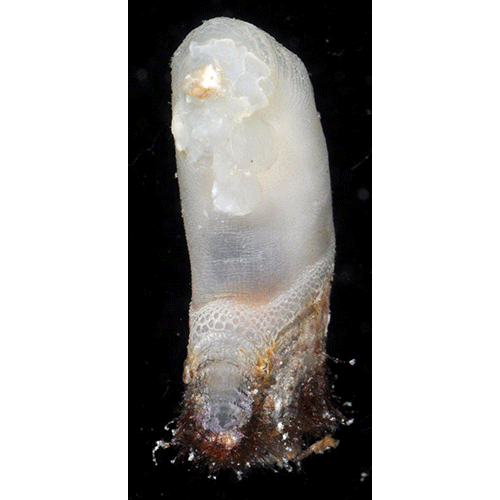Семейство Lithotryidae фото