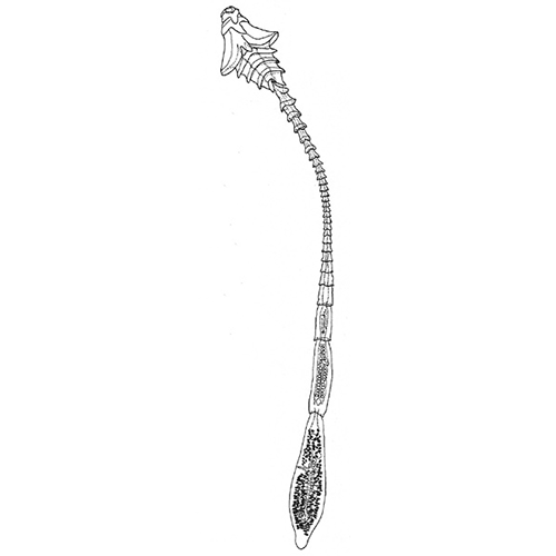 Семейство Litobothriidae  фото