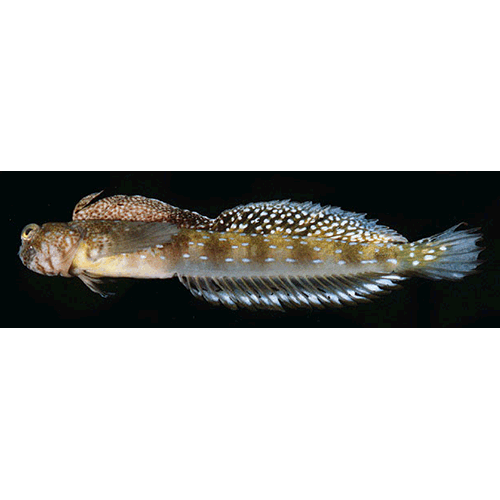 Род Litobranchus фото
