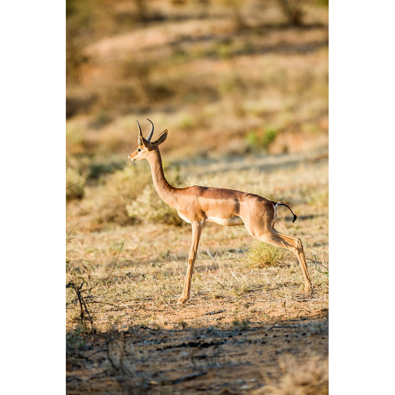 Litocranius walleri Фото №4
