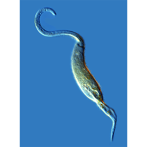 Класс Litostomatea фото