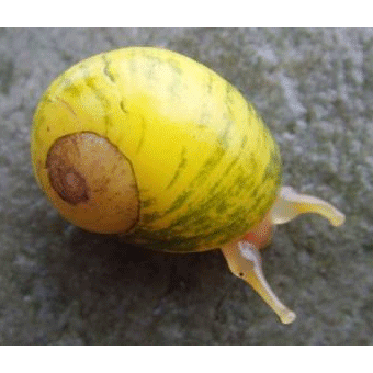 Семейство Littorinoidea  фото