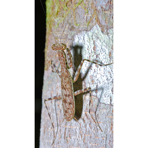 Семейство Liturgusidae фото