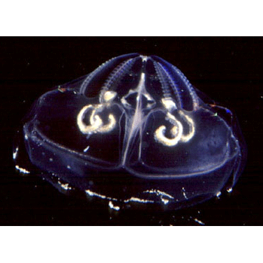 Семейство Lobatolampeidae  фото