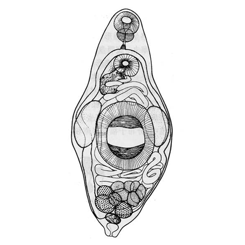 Семейство Lobatovitelliovariidae фото