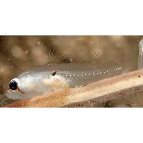 Род Lobulogobius фото