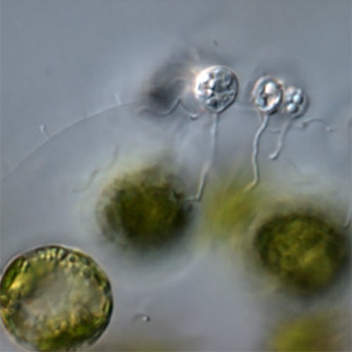 Отряд Lobulomycetales фото
