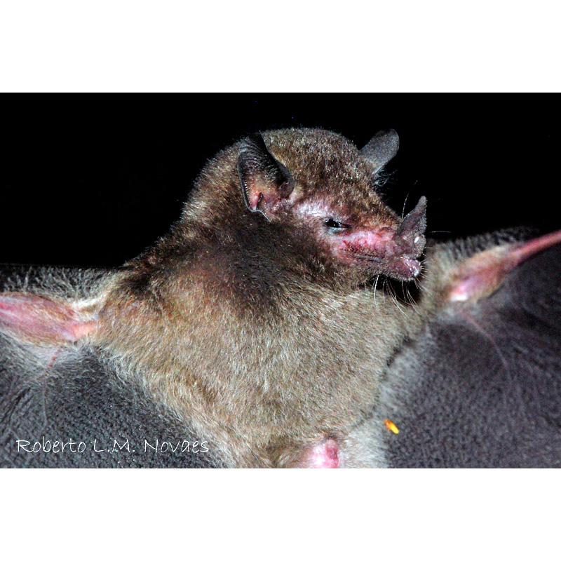Peracchi's Nectar Bat (Lonchophylla peracchii) Фото №2