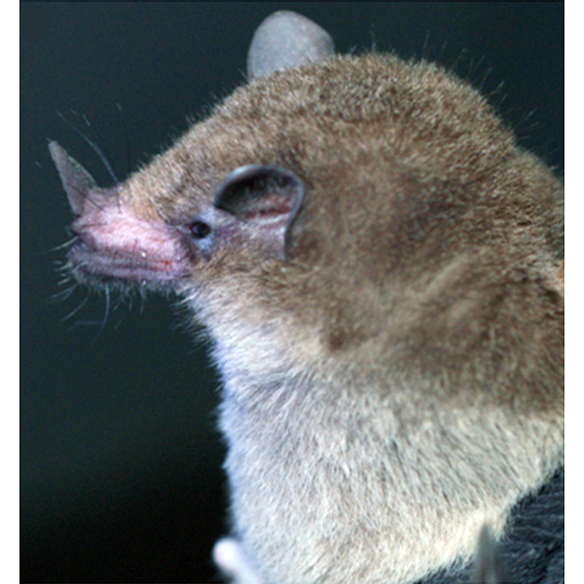 Peracchi's Nectar Bat (Lonchophylla peracchii) Фото №3