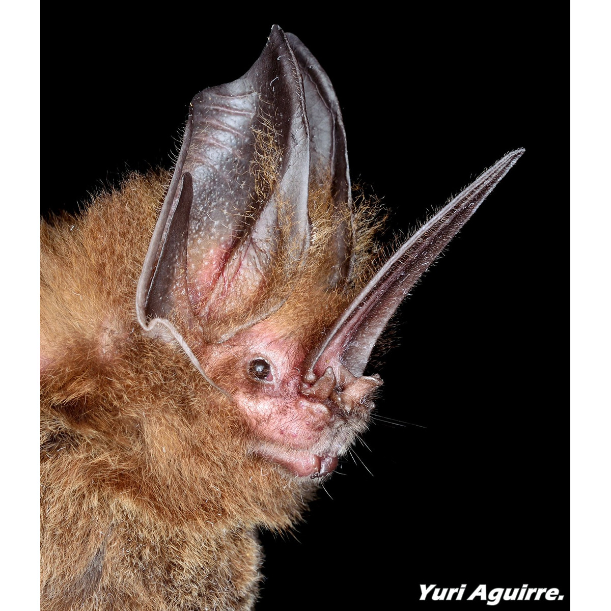 Меченос Томеса (Lonchorhina aurita) Фото №10
