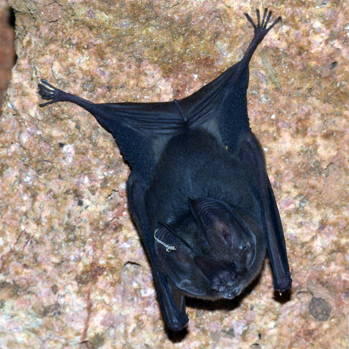 Меченос Томеса (Lonchorhina aurita) Фото №2