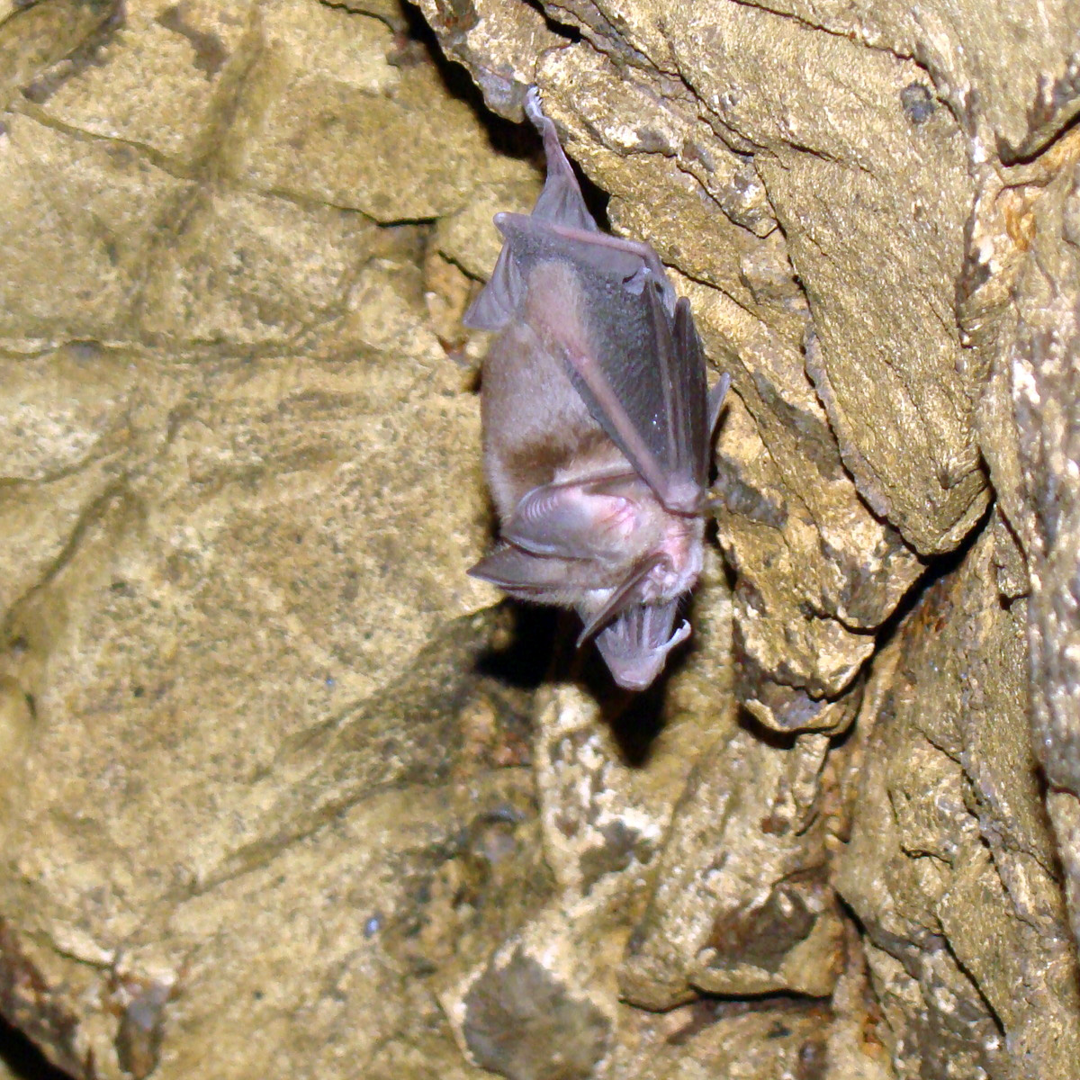 Меченос Томеса (Lonchorhina aurita) Фото №4
