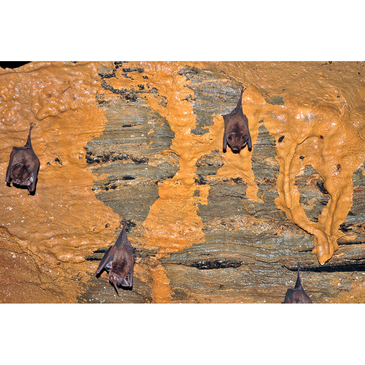 Меченос Томеса (Lonchorhina aurita) Фото №5