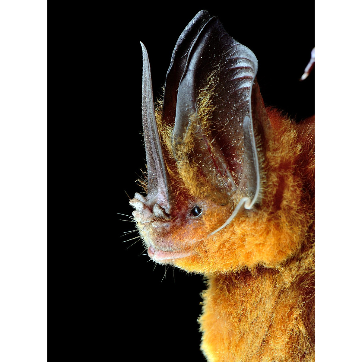 Меченос Томеса (Lonchorhina aurita) Фото №7