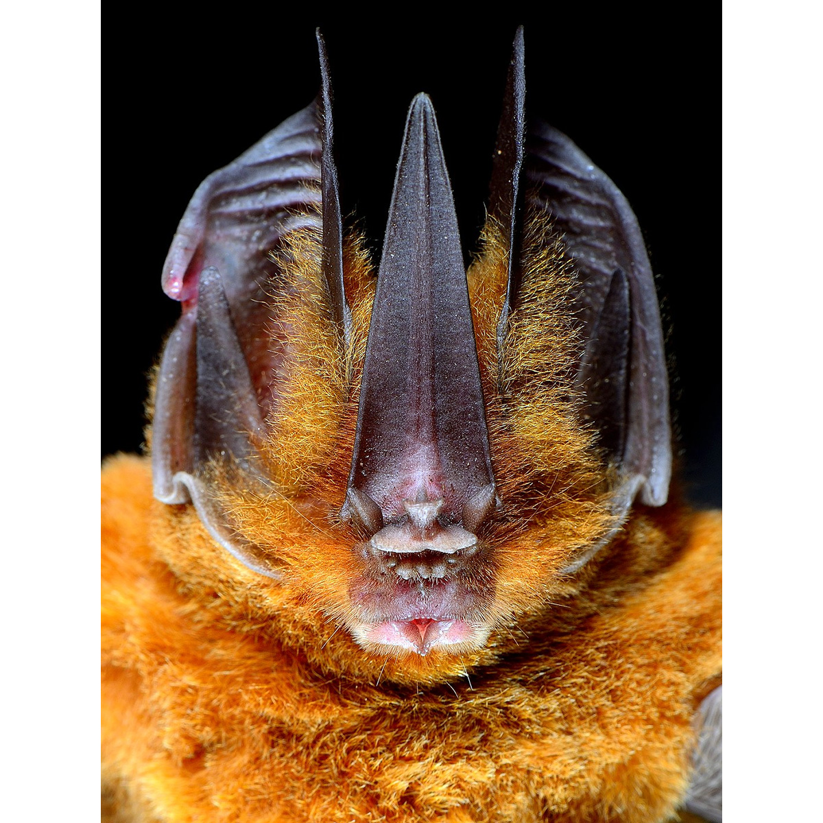 Меченос Томеса (Lonchorhina aurita) Фото №8