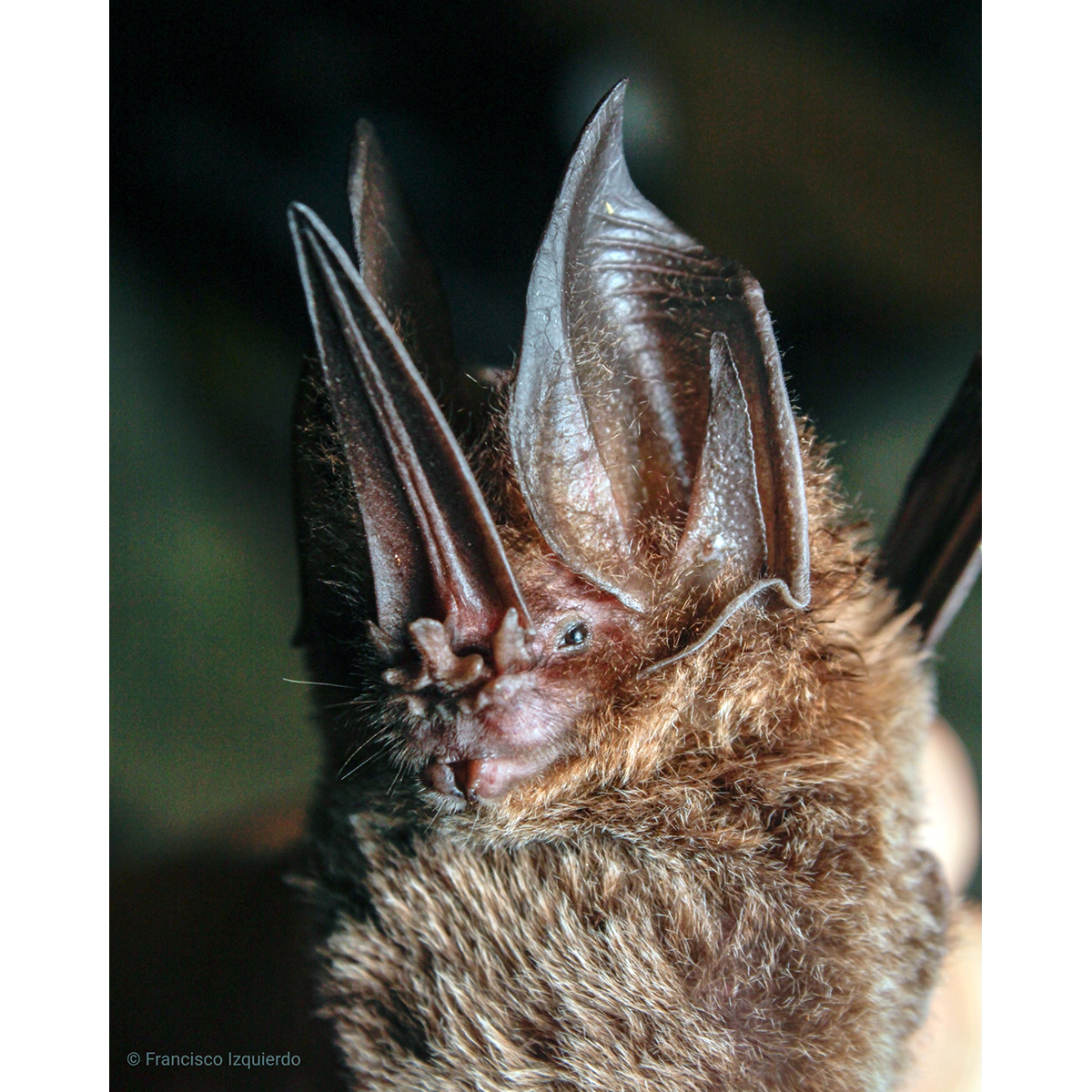 Меченос Томеса (Lonchorhina aurita) Фото №9