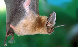 Lonchorhina aurita aurita