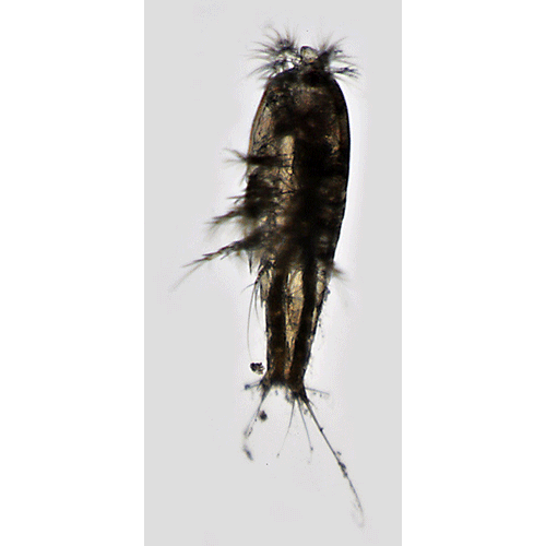 Семейство Longipediidae фото