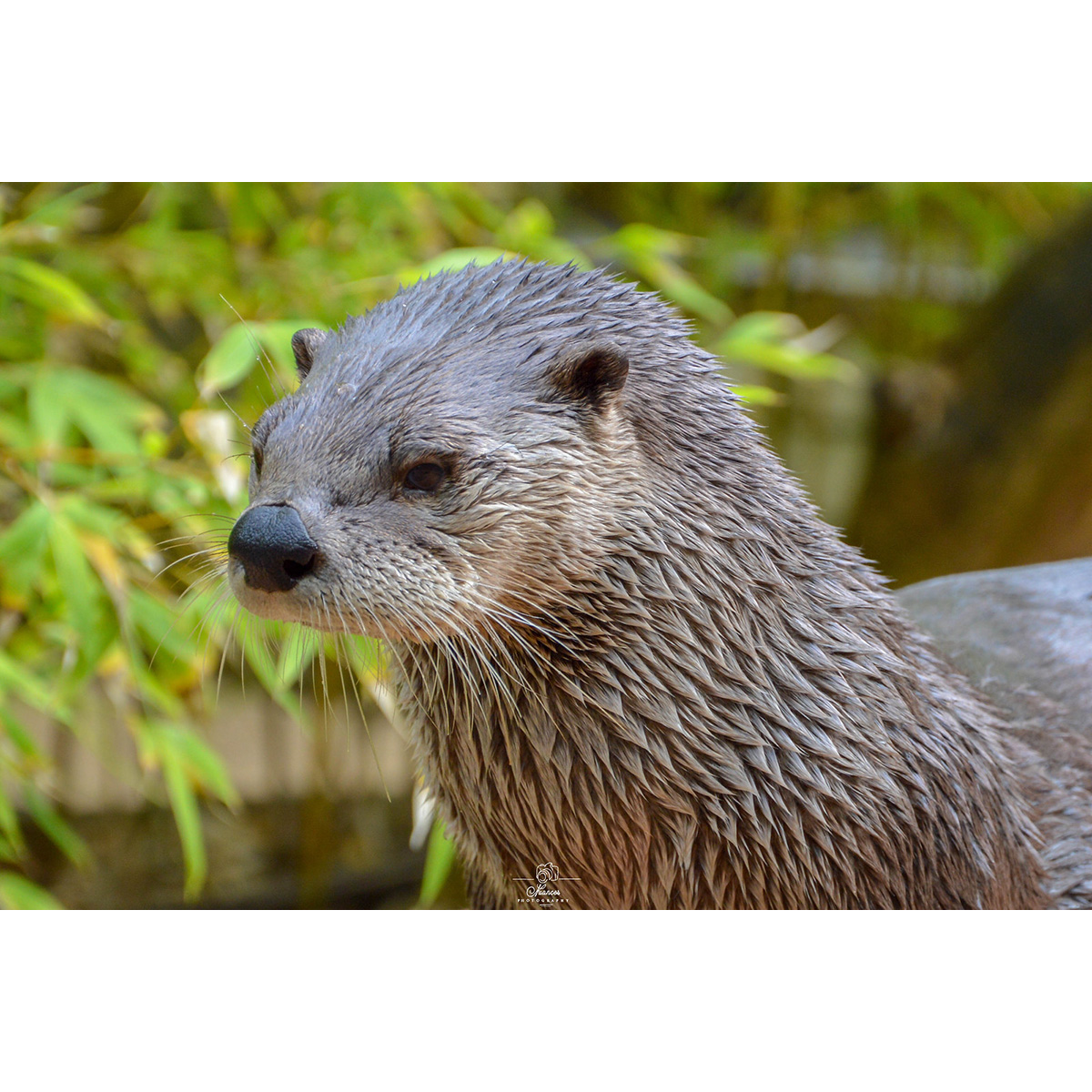 Канадская выдра (Lontra canadensis) Фото №10
