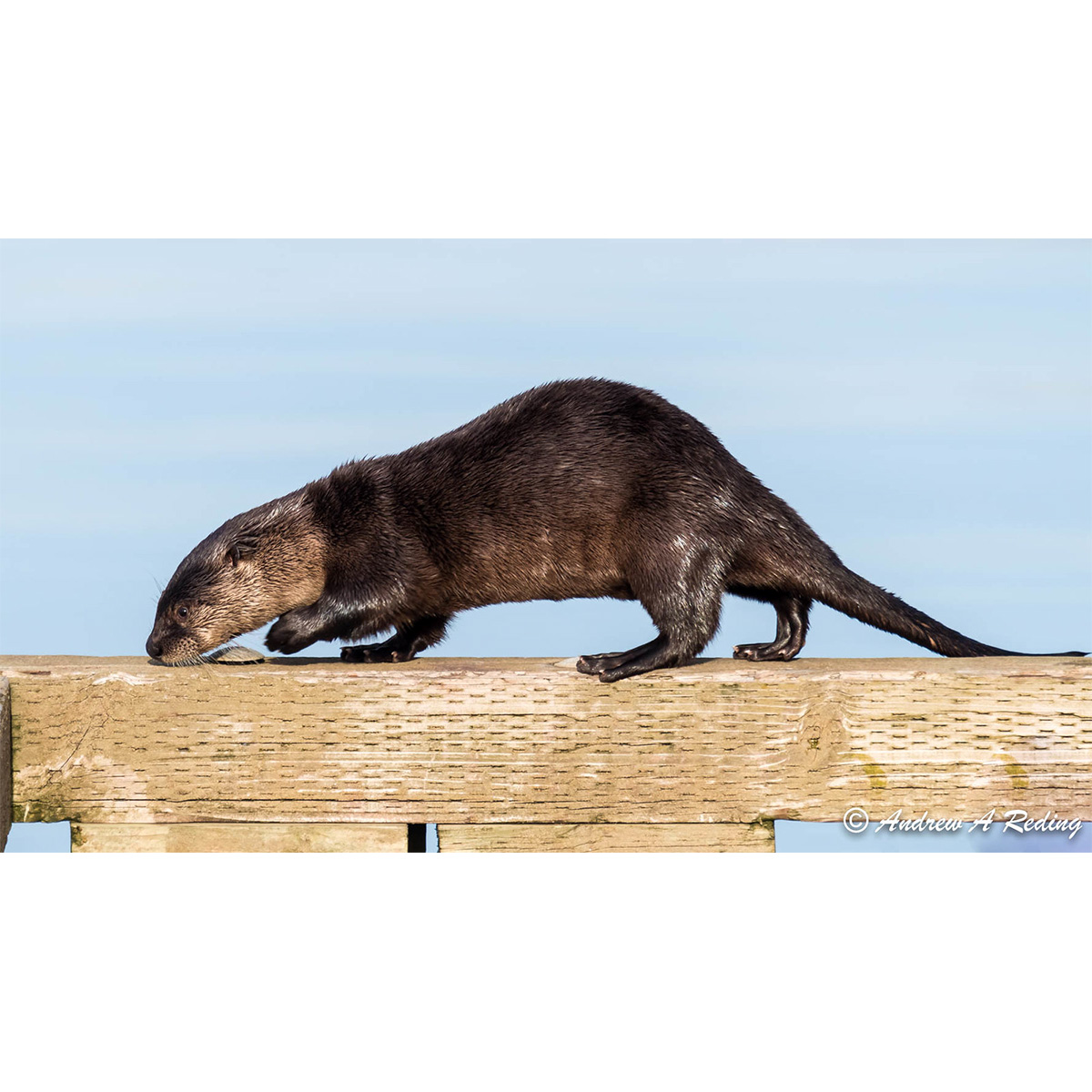 Канадская выдра (Lontra canadensis) Фото №2