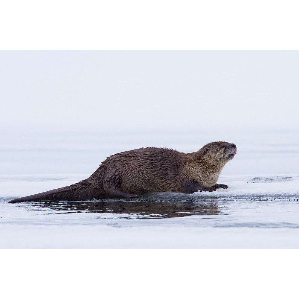 Канадская выдра (Lontra canadensis) Фото №3