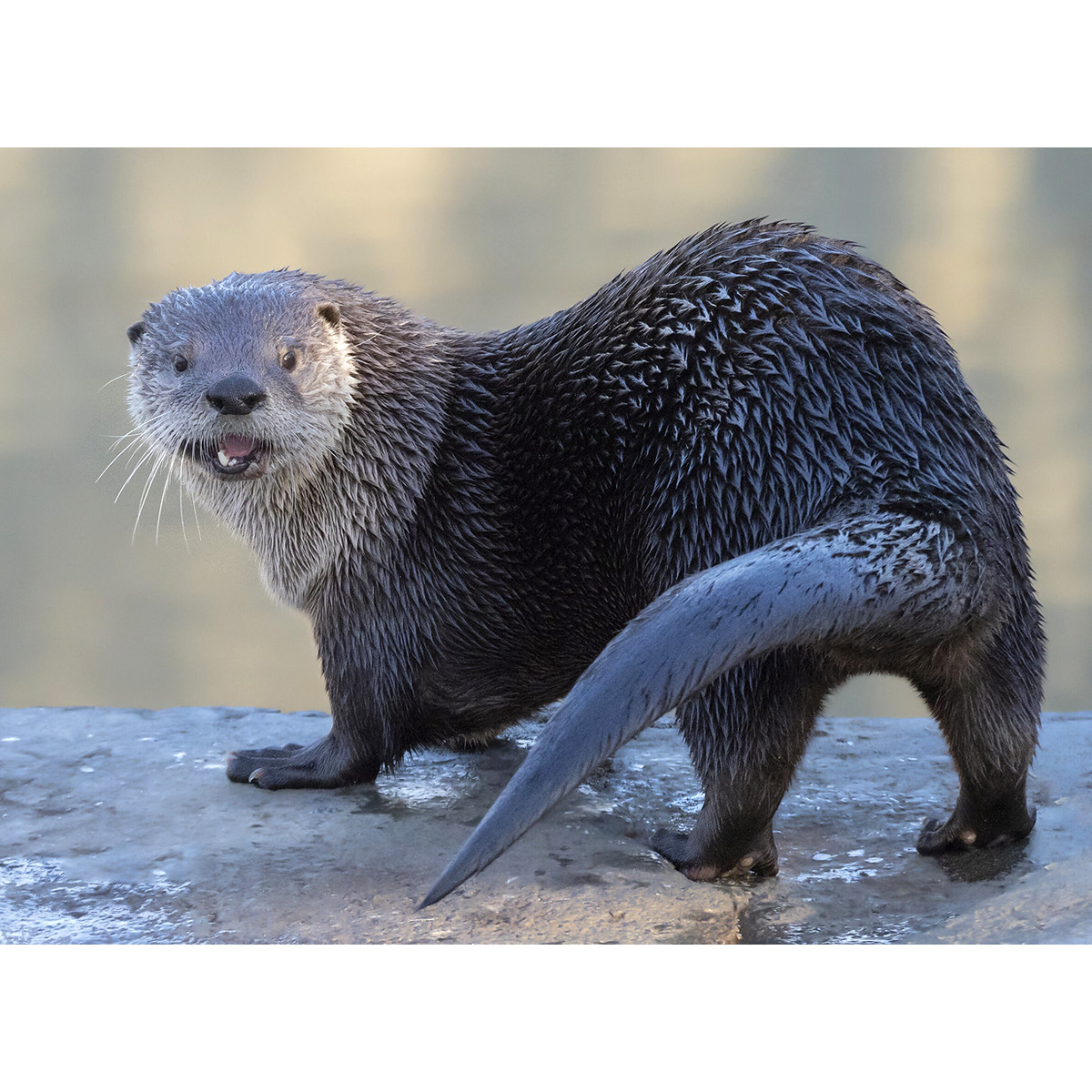 Канадская выдра (Lontra canadensis) Фото №4