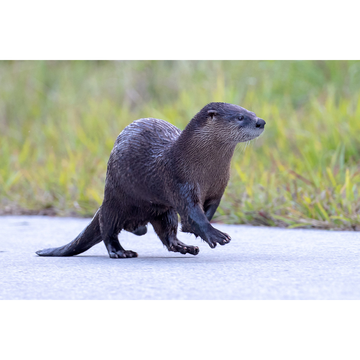 Канадская выдра (Lontra canadensis) Фото №5