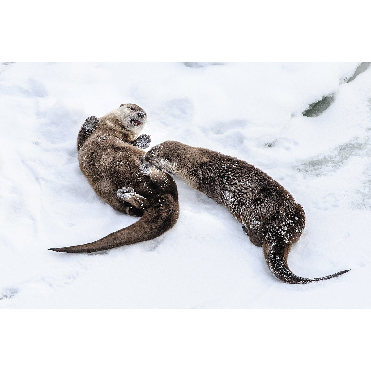 Канадская выдра (Lontra canadensis) Фото №6
