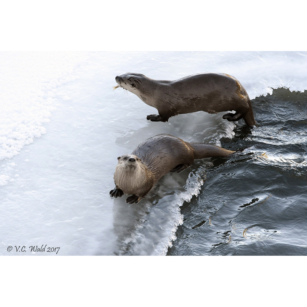 Канадская выдра (Lontra canadensis) Фото №7