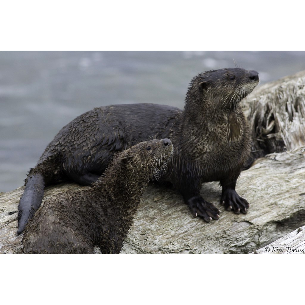 Канадская выдра (Lontra canadensis) Фото №8
