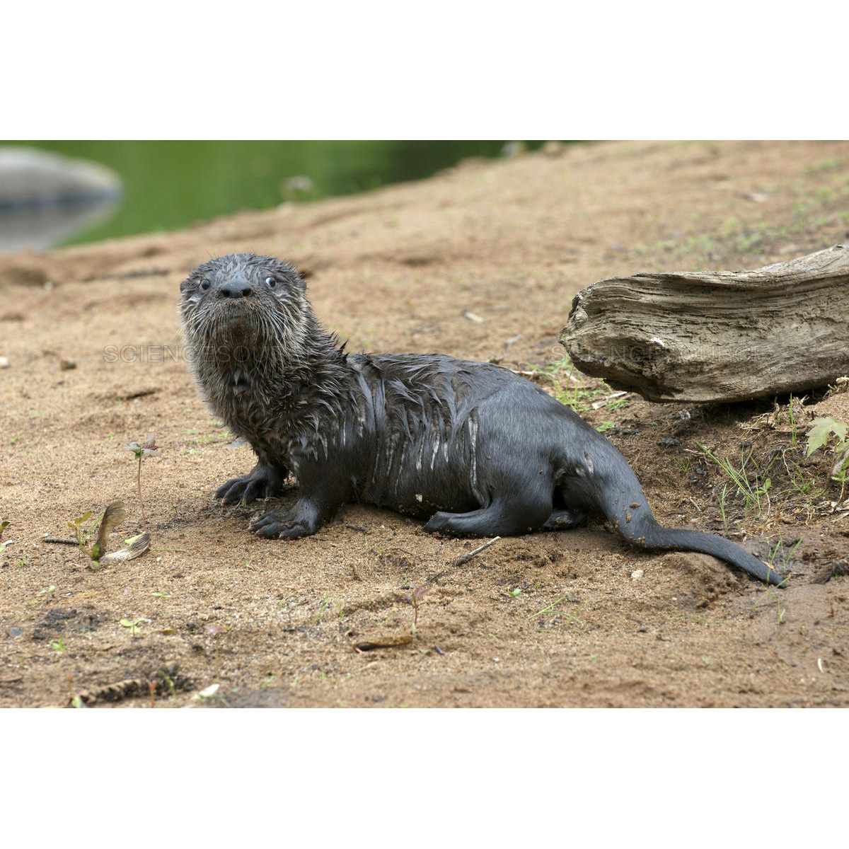 Канадская выдра (Lontra canadensis) Фото №9