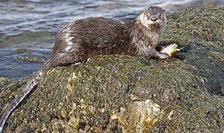 Lontra canadensis canadensis