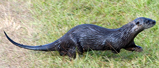 Lontra canadensis lataxina