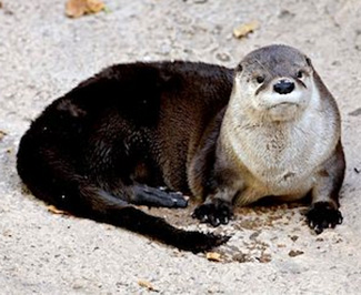 Lontra canadensis sonora