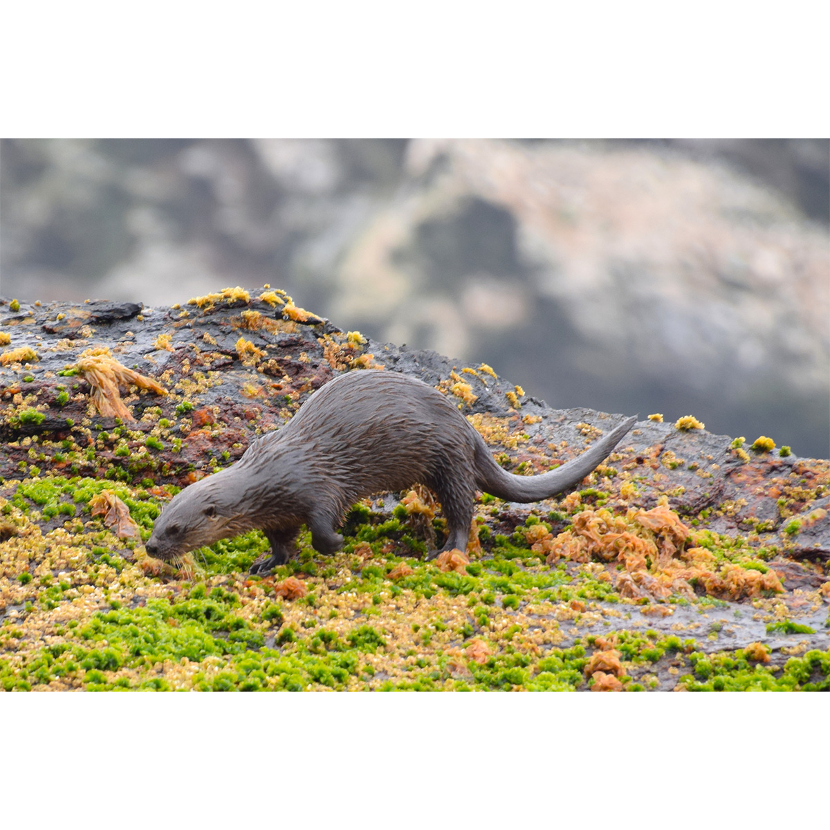 Кошачья выдра (Lontra felina) Фото №2