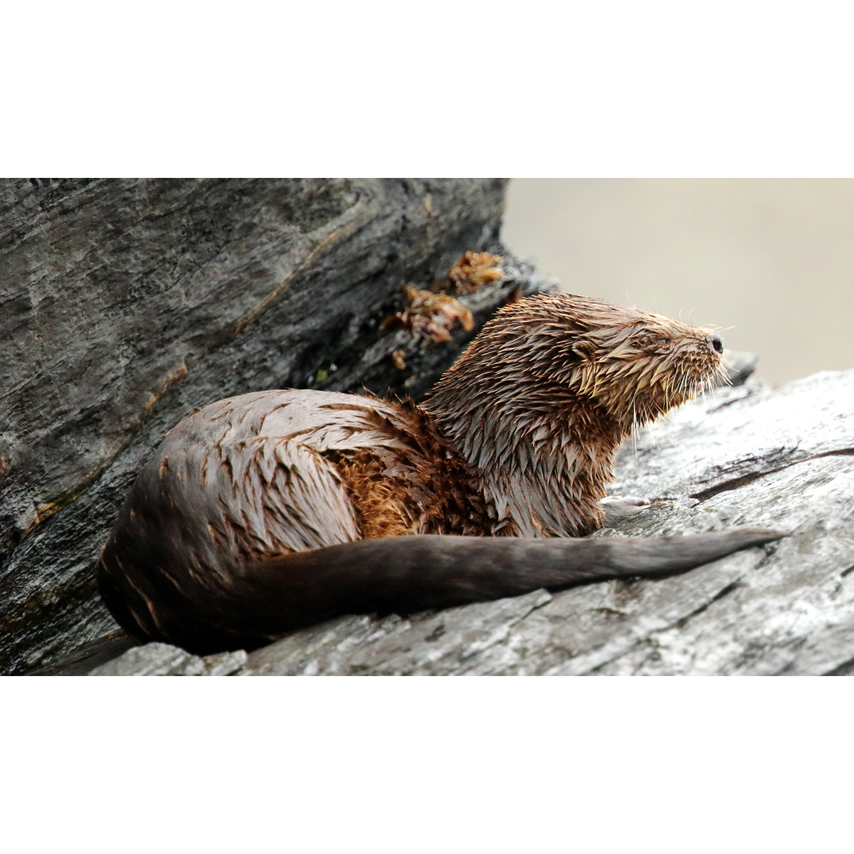 Кошачья выдра (Lontra felina) Фото №4