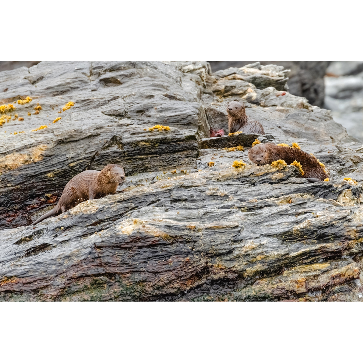 Кошачья выдра (Lontra felina) Фото №7