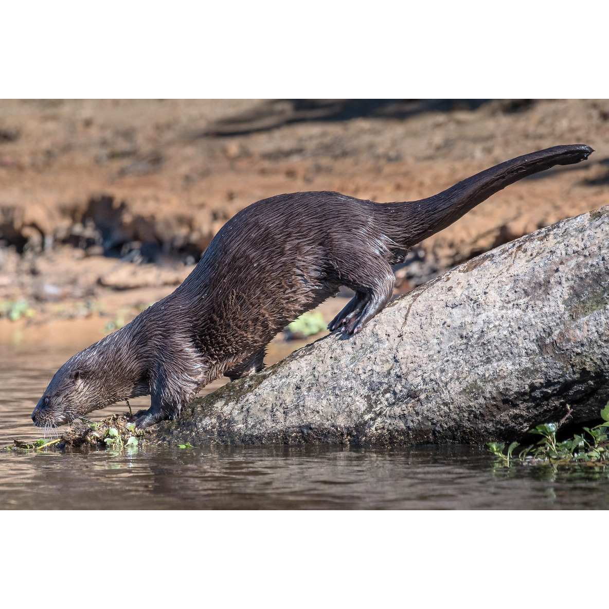 Длиннохвостая выдра (Lontra longicaudis) Фото №2