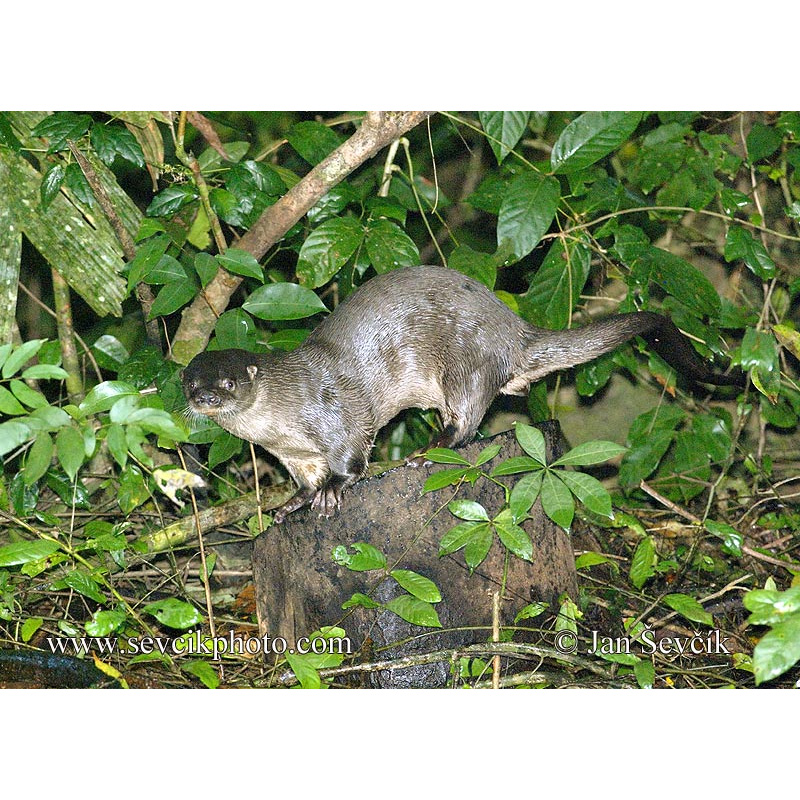 Длиннохвостая выдра (Lontra longicaudis) Фото №4