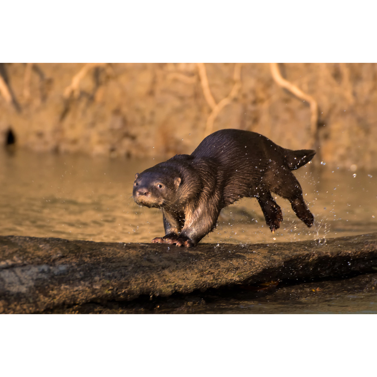 Длиннохвостая выдра (Lontra longicaudis) Фото №5