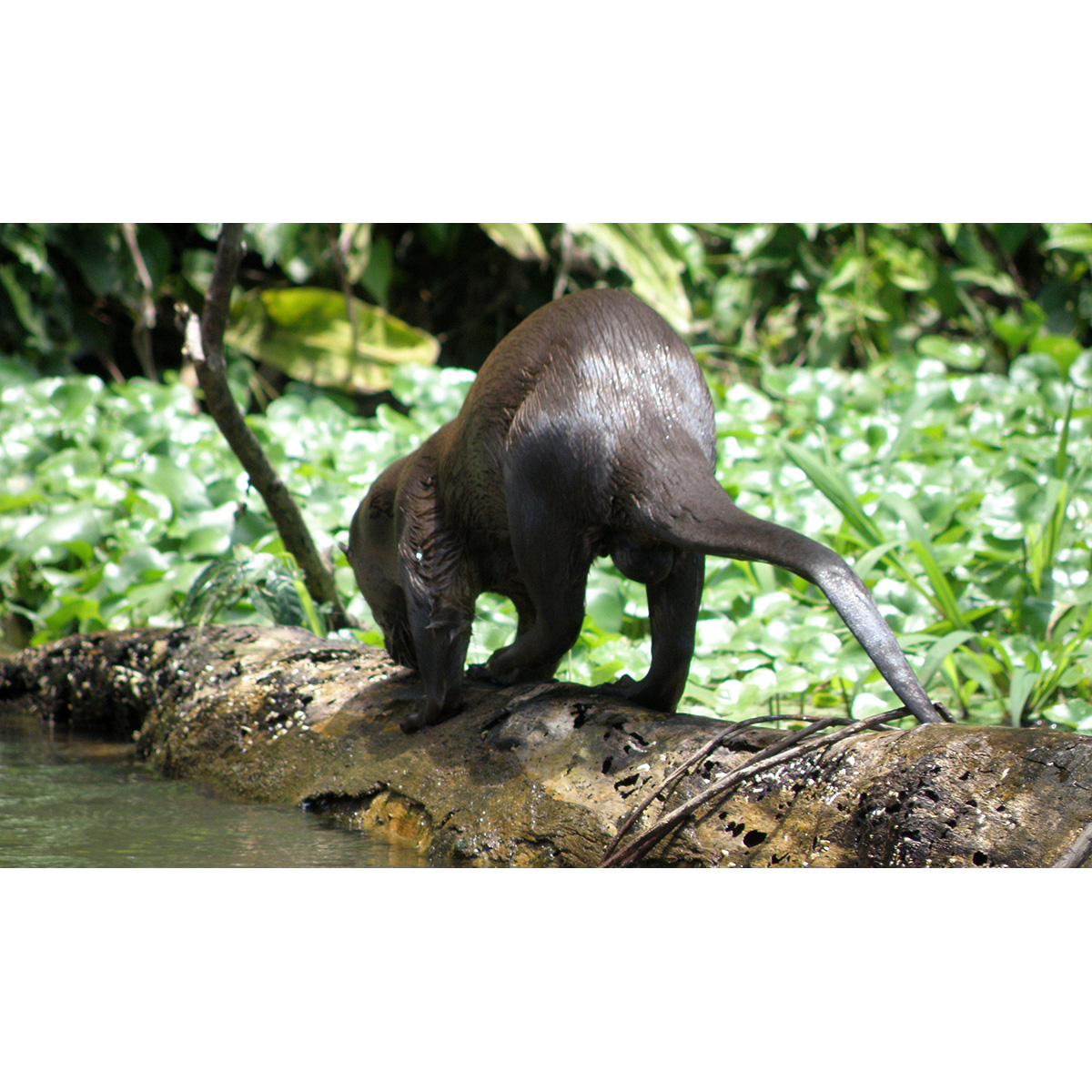 Длиннохвостая выдра (Lontra longicaudis) Фото №6