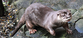 Lontra longicaudis annectens