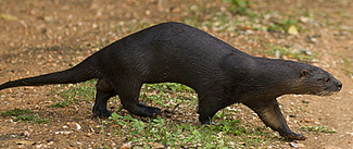 Lontra longicaudis longicaudis