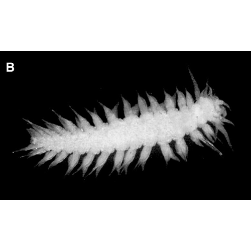 Семейство Lopadorhynchidae фото