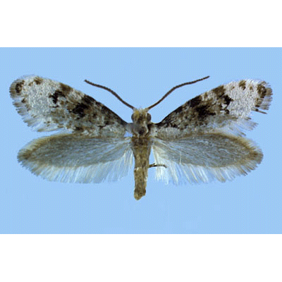 Семейство Lophocoronoidea фото