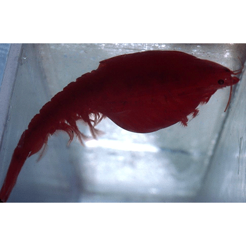Семейство Lophogastridae фото