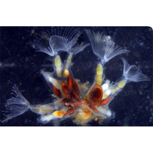 Семейство Lophopodidae фото