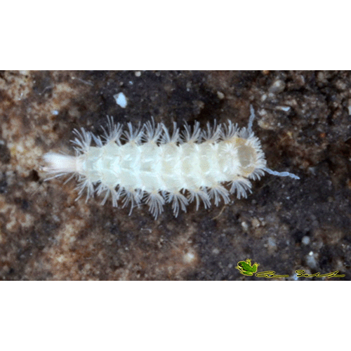 Семейство Lophoproctidae фото